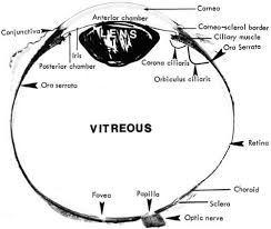 Image result for Retinal Anatomy