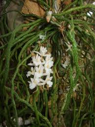 Image result for Microcoelia globulosa