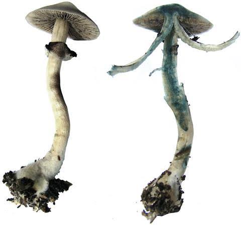 Natural blue bruising indicating high concentrations of active compounds, AI generated