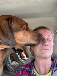 ❗️Long post warning❗️ At just one year old, Bandit has seen his share of  heartbreak. When he was a puppy, his family surrendered him for typical  puppy behavior. He then was adopted