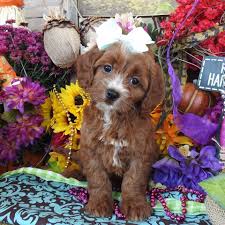 Maybe you would like to learn more about one of these? Cavapoo Puppies For Sale Cavapoo Cavapoos Cavapoo Dog Cavapoo Pups Cavapoo Pup Cavapoos Dogs For Sale Cavapoo P Cavapoo Puppies Cavapoo Puppies For Sale