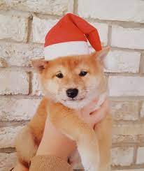 Posted on december 25, 2019. Merry Christmas Doge 9gag