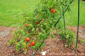 Determinate and indeterminate when selecting tomato varieties, you must choose between plants with different types of growth habits called determinate or indeterminate. How To Tell Determinate Vs Indeterminate Tomatoes Get Busy Gardening
