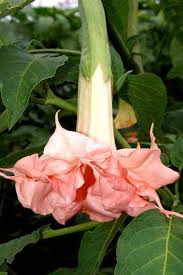 Brugmansia Plants Brugmansia Angel Trumpet Trumpet Vine