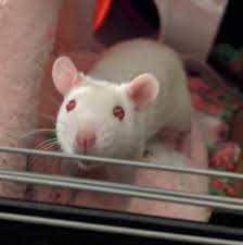 My Girlfriend Got Rats It S My First Time Having Pet Rats Rat Rats Rodent Pet Pet Rats Pets Rats