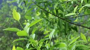 Image result for Salvadoraceae