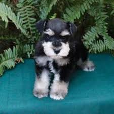 Black And Silver Miniature Schnauzer Breeders Texas T S Toy Schnauzers Schnauzer Breed Miniature Schnauzer Black Miniature Schnauzer