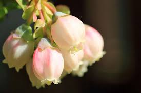 Image result for Ficalhoa