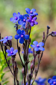 Image result for Anchusa