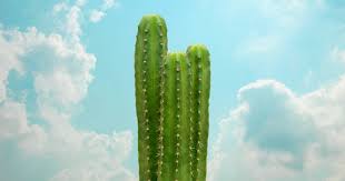 Once you get to a mountain where san pedro grows wild, give yourself an entire day for harvesting and preparation. What Is Mescaline A Guide To This Cactus Derived Psychedelic Doubleblind Mag