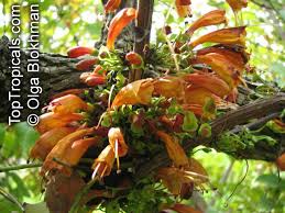 Image result for Halleria lucida