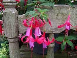 Maybe you would like to learn more about one of these? Perennials For Shade That Bloom All Summer The Garden Glove Flowers Perennials Fuchsia Plant Shade Flowers