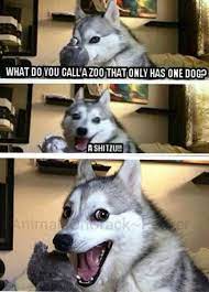 Pin By Karin Lucas On Funny Pictures Funny Animal Jokes Funny Dog Jokes Animal Jokes