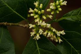 Image result for Tapura fischeri