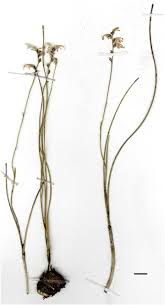 Image result for Zygotritonia