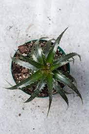 Image result for Dyckia