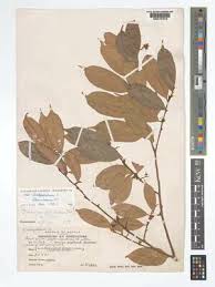 Image result for Cleistanthus polystachyus