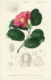 Antique Print Japanese Camellia Camellia Japonica 5268 Botanical Flowers Botanical Prints Antique Botanical Print