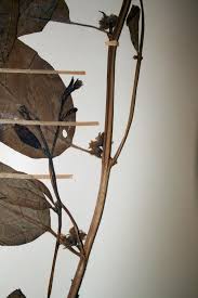 Image result for Ipomoea coscinosperma