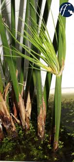 This is why the plant is commonly referred to as an umbrella papyrus plant. Mini Papyrus Aqualog De