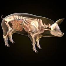 Image Result For Pig Skeleton Animal Skeletons Anatomy Animal Anatomy