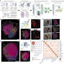 Spatiotemporal transcriptomic maps of whole mouse embryos at the onset of  organogenesis | Nature Genetics