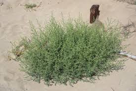 Image result for Salsola
