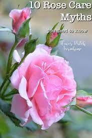 Ten Rose Care Myths Debunked Rose Plant Care Rose Care Growing Roses