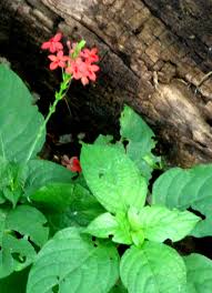 Image result for Ruspolia australis