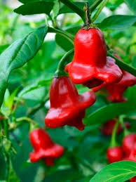 Image result for Capsicum baccatum