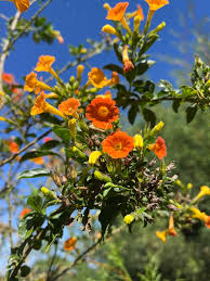 Image result for Streptosolen