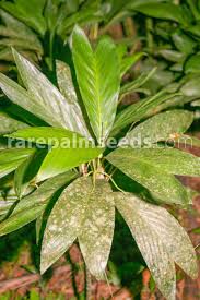 Image result for Eulophia tenella