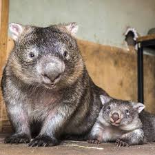 Wombats Cute Animals Animals Baby Animals