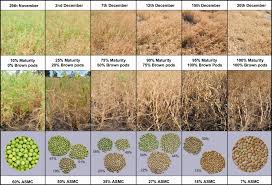 A Visual Guide To Key Stages In The Growth And Maturity Of