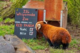 The official instagram home of zsl whipsnade zoo. Rote Pandas Im Zsl Whipsnade Zoo Vollzahlig Red Pandazine