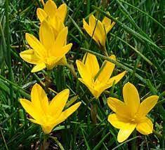 Check spelling or type a new query. Zephyranthes Lily Si Bunga Lily Kf Bumi Alam Semesta Facebook