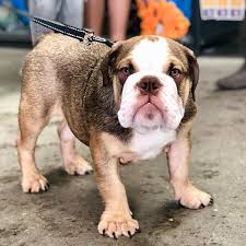 Puppy Love Petbarn Pet Behaviour Q As Today Campbelltown Dogs Puppy Dog Puppylove Pets Puppies Puppy Love