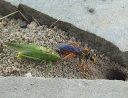 The great golden digger wasp's (sphex ichneumoneus) large size and nest guarding can elicit awe and fear. Insect Insect Interaction Great Golden Digger Wasp With A Katydid The Life Of Your Time