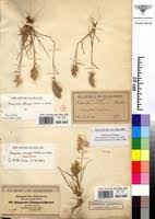 Image result for Harpachne