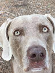 My Boys Green Eyed Weimaraner Dogs Puppies