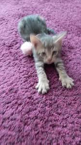 Ucretsiz Kedi Sahiplendirme Ilanlari