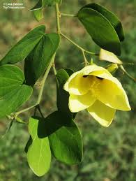 Image result for Bauhinia tomentosa