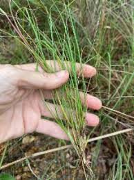 Image result for Elionurus tripsacoides