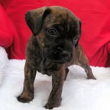 Boxer Dog Black And Brown Puppy Awww I Want One Boxer Dogs Boxer Dogs Brindle Boxer Puppies