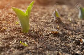 Find out about a few easy ways to break up hard soil for a garden with help from a cer. The Young Shoots Of The Plants Break Through The Ground The Stock Photo Picture And Royalty Free Image Image 97103214