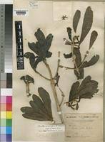 Image result for Pavetta crassipes