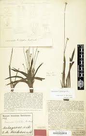 Image result for Chassalia umbraticola