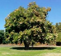 Image result for Nuxia