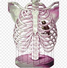 The pnghut database contains over 10 million handpicked free to download transparent png images. Rib Cage Bird Cage Png Image With Transparent Background Toppng