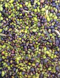 Come conservare le olive nere ricetta. Olive Nere In Salamoia Vecchia Scuola In Cucina Con Me